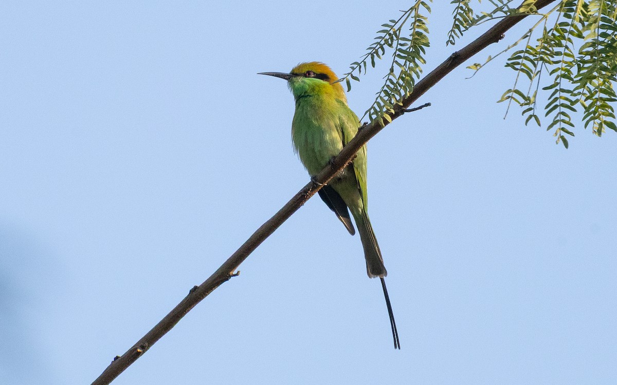 Asian Green Bee-eater - ML635516849