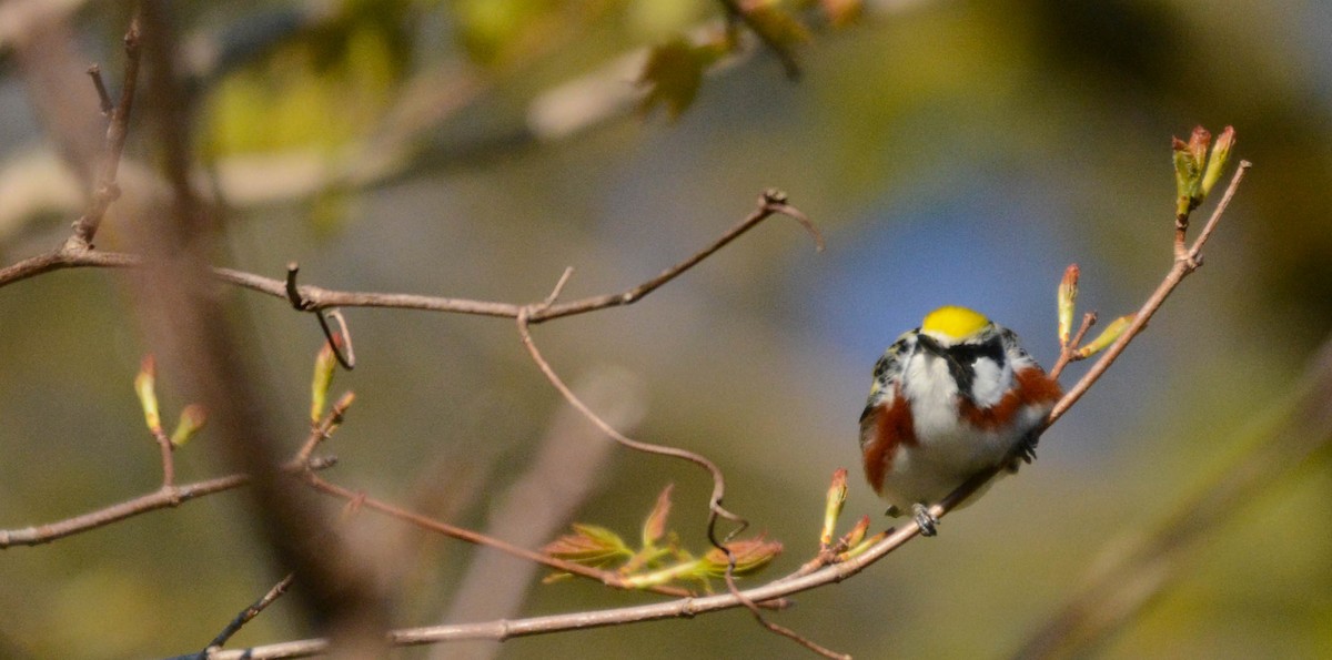 Chestnut-sided Warbler - ML635516850