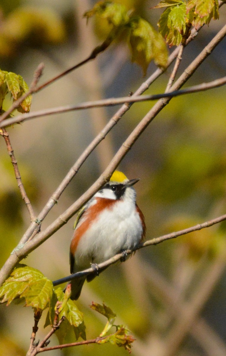 Chestnut-sided Warbler - ML635516889