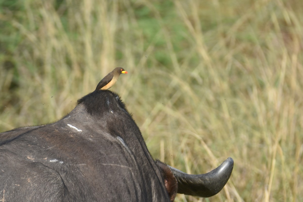 Yellow-billed Oxpecker - ML635516920