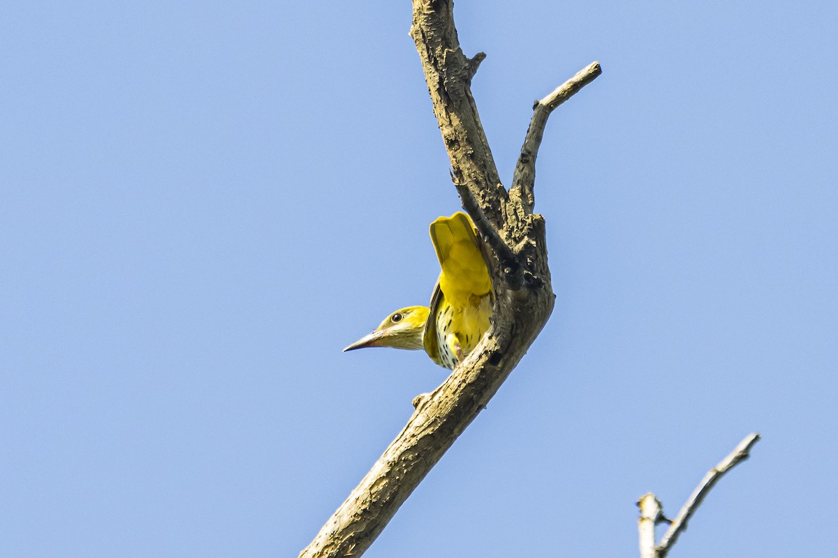Indian Golden Oriole - ML635516938