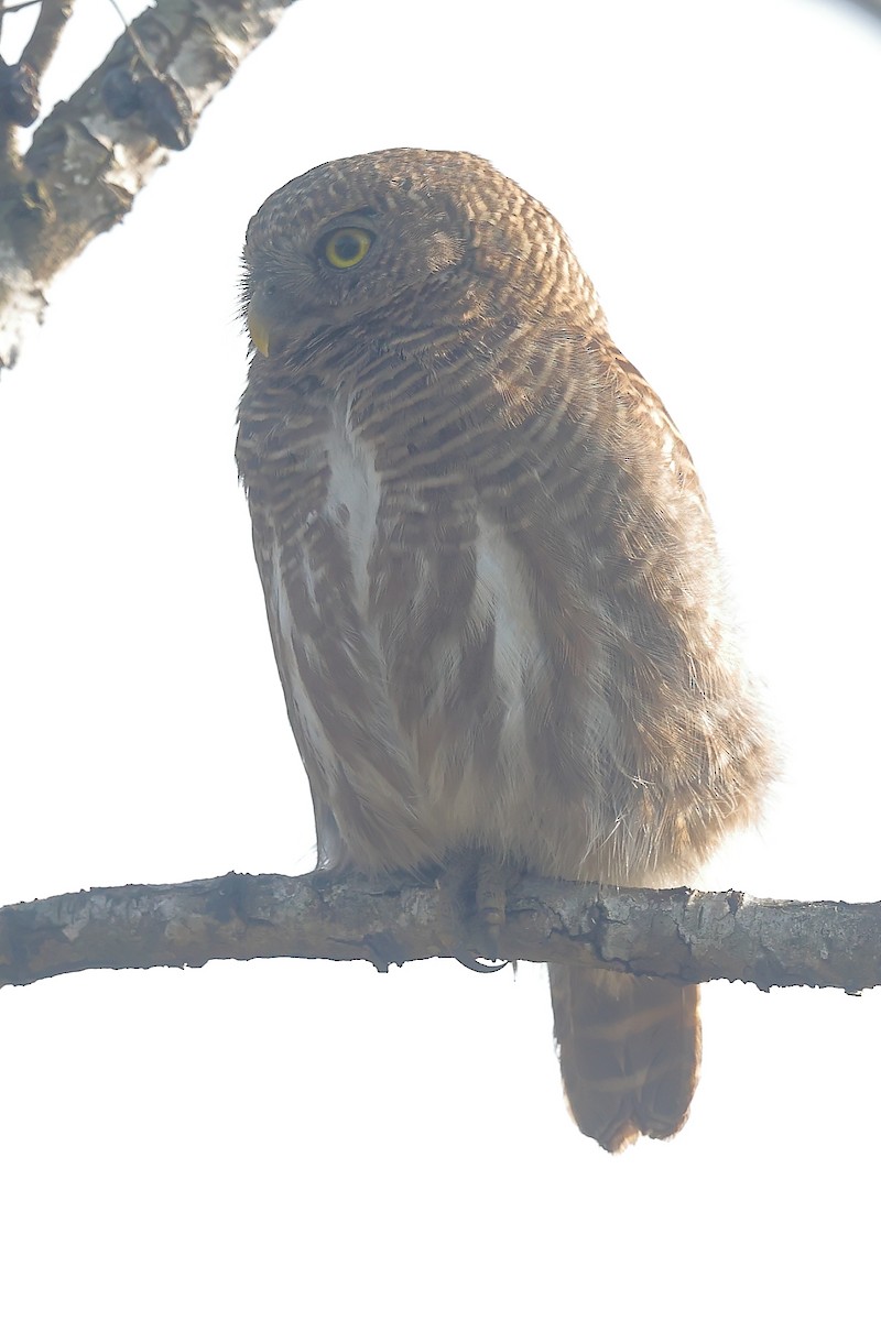 Asian Barred Owlet - ML635516945