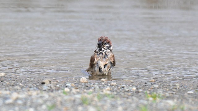 Eurasian Tree Sparrow - ML635516950
