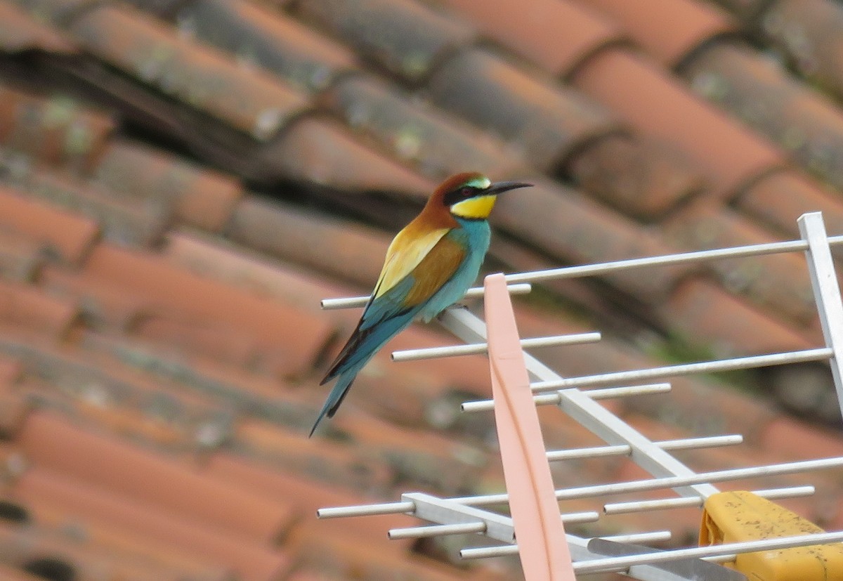 European Bee-eater - ML635516984