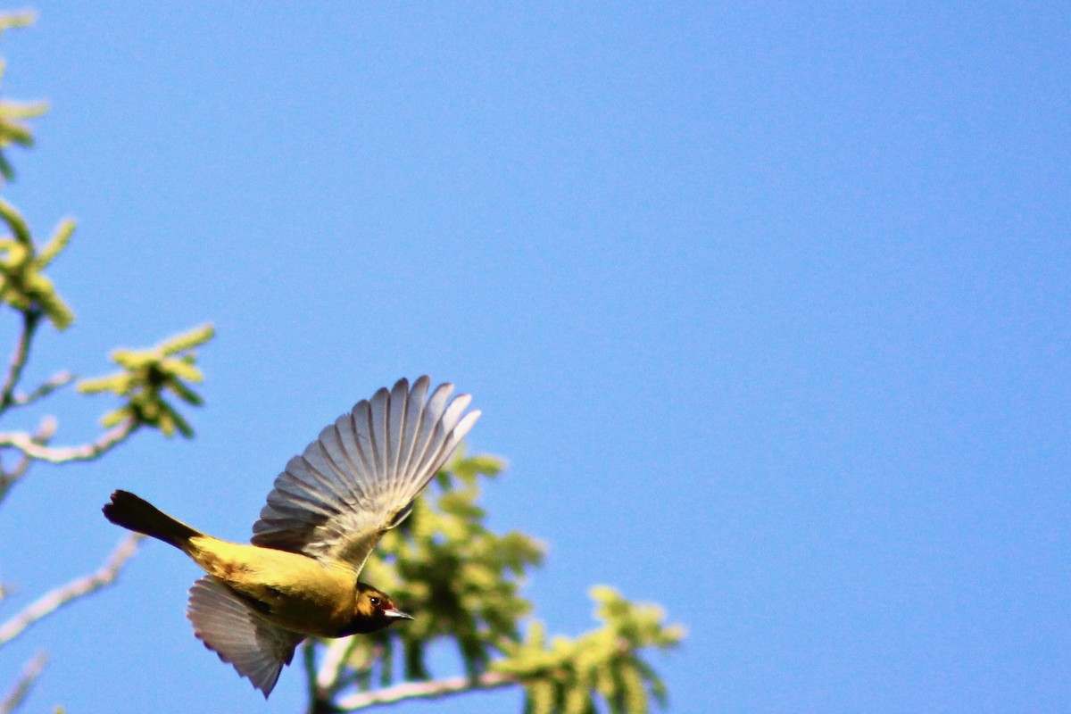 Orchard Oriole - ML635517085