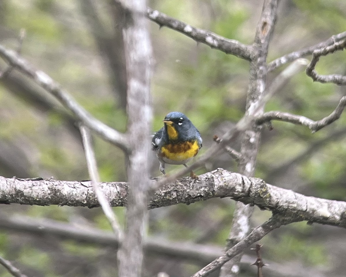 Northern Parula - ML635517188