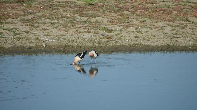 American Avocet - ML635517221