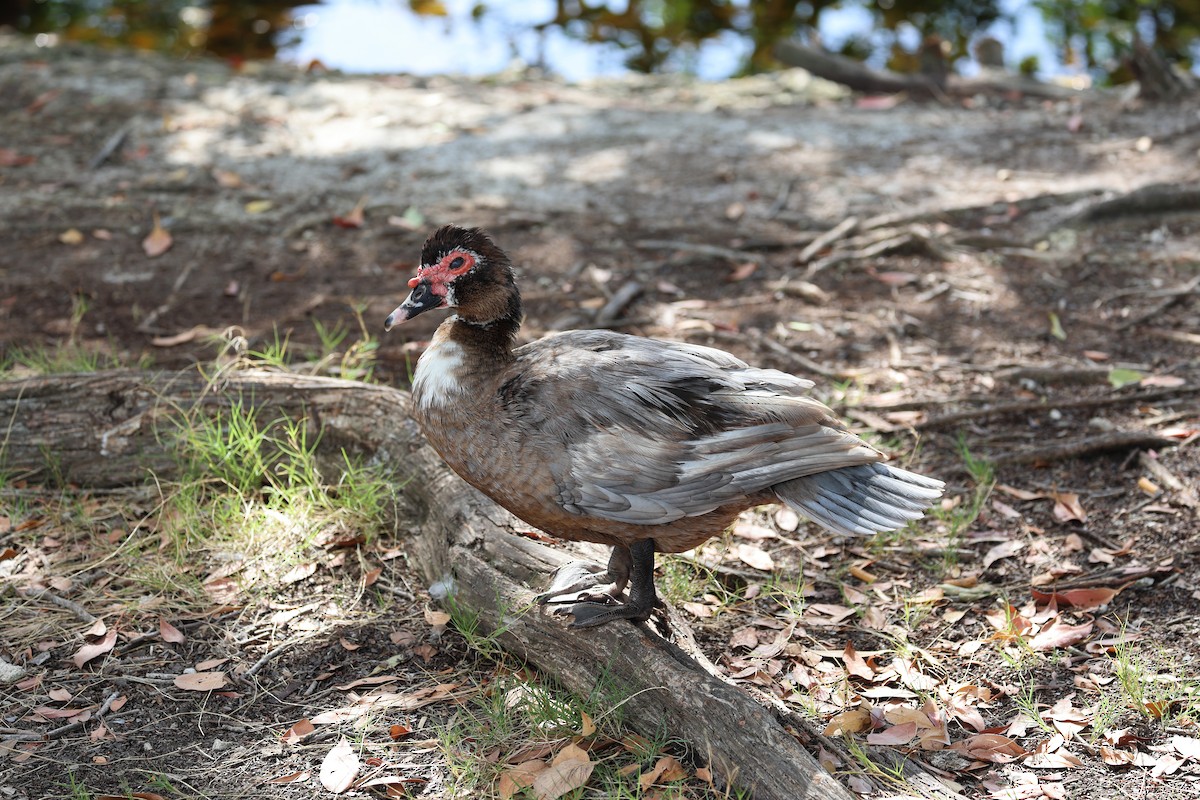 ノバリケン（家畜） - ML635517367