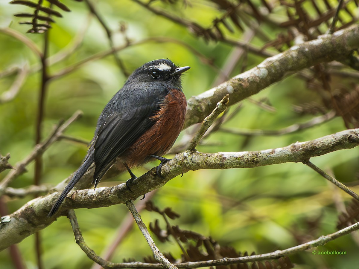 Chestnut-bellied Chat-Tyrant - ML635517396