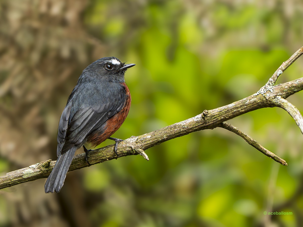 Chestnut-bellied Chat-Tyrant - ML635517397