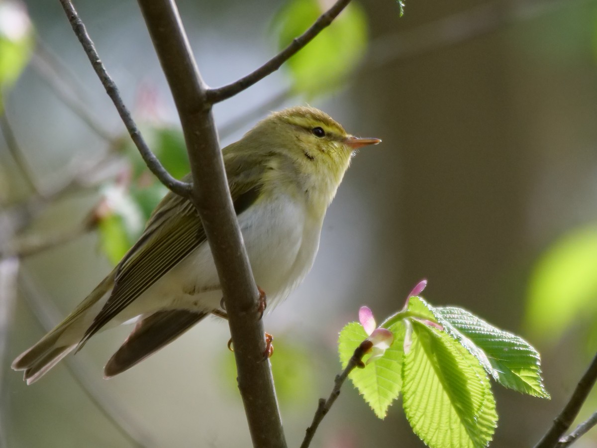 Wood Warbler - ML635517440