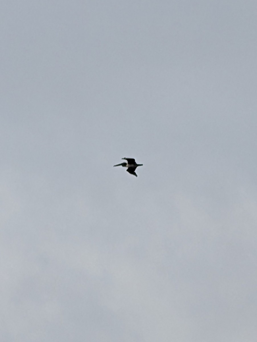 Brown Pelican - ML635517454