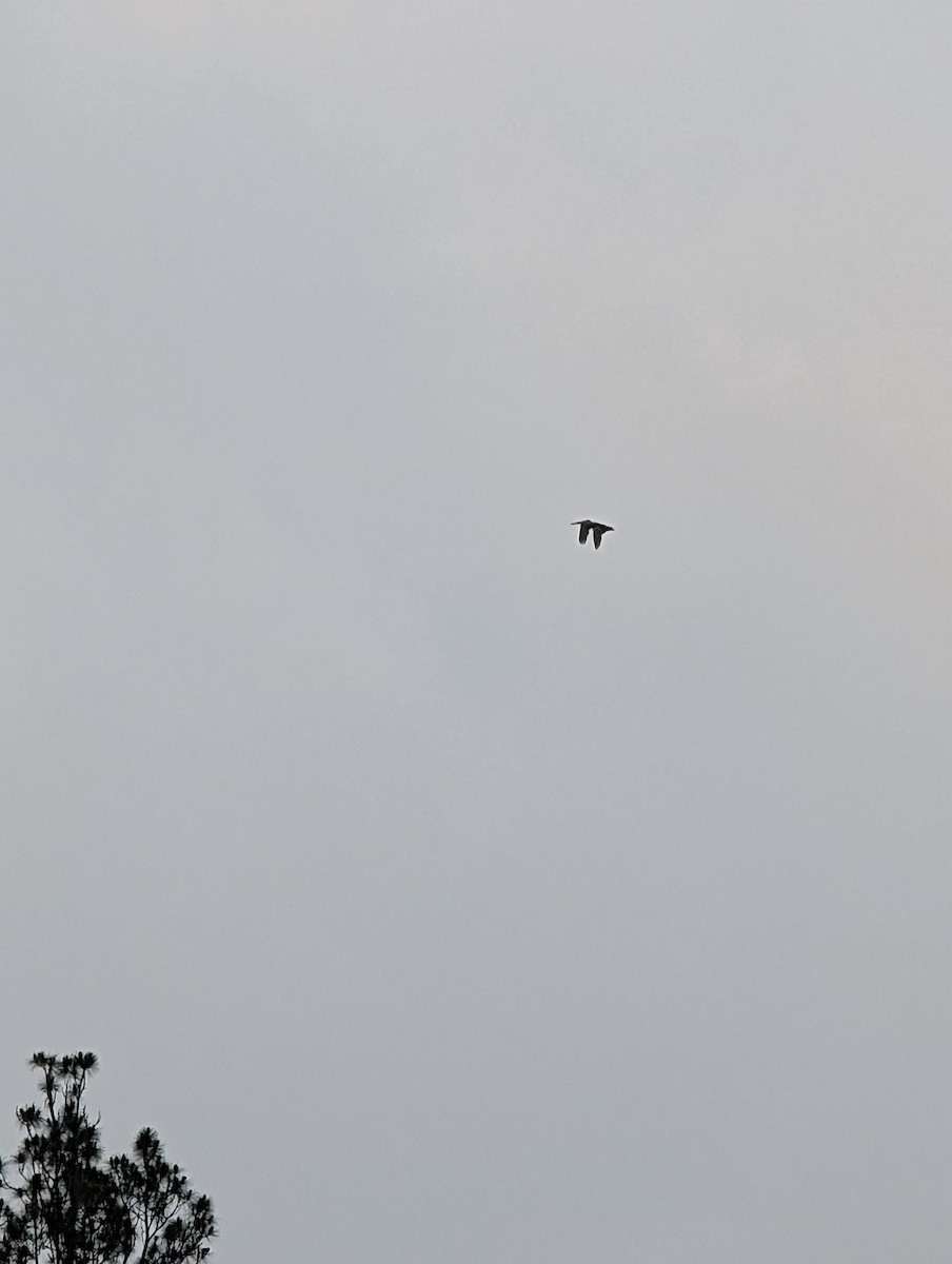 Brown Pelican - ML635517455