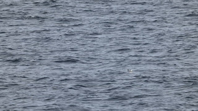 Sabine's Gull - ML635517459