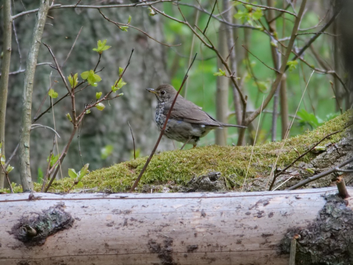Song Thrush - ML635517462