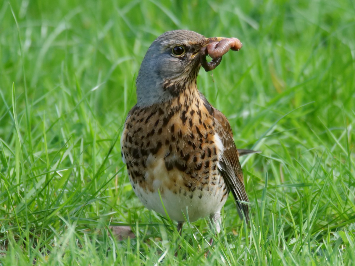 Fieldfare - ML635517481