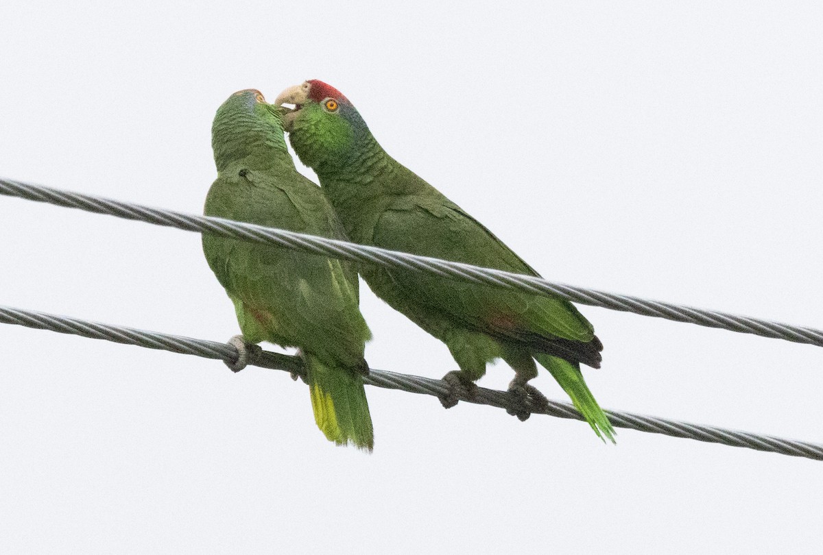Red-crowned Amazon - ML635517602