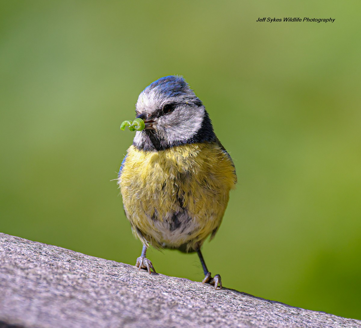 Eurasian Blue Tit - ML635517604