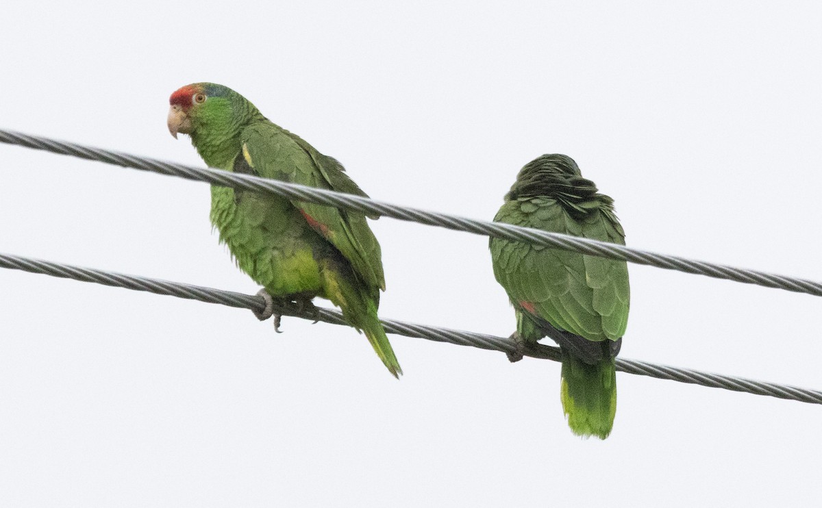 Red-crowned Amazon - ML635517611