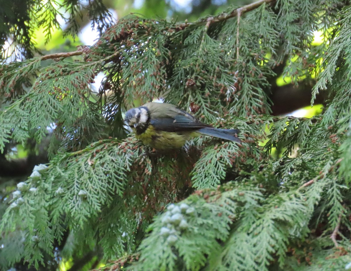 Eurasian Blue Tit - ML635517612
