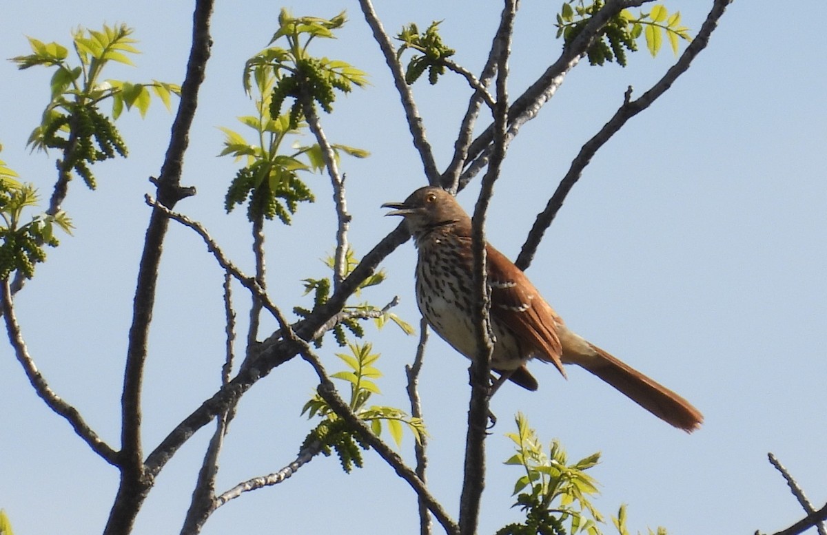 Brown Thrasher - ML635517629