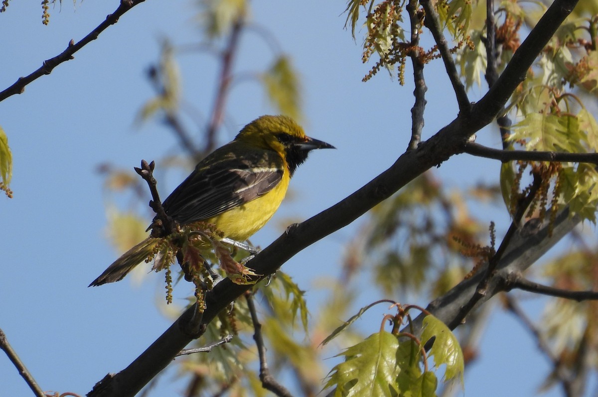 Orchard Oriole - ML635517669