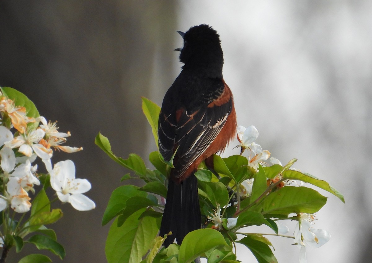 Orchard Oriole - ML635517670