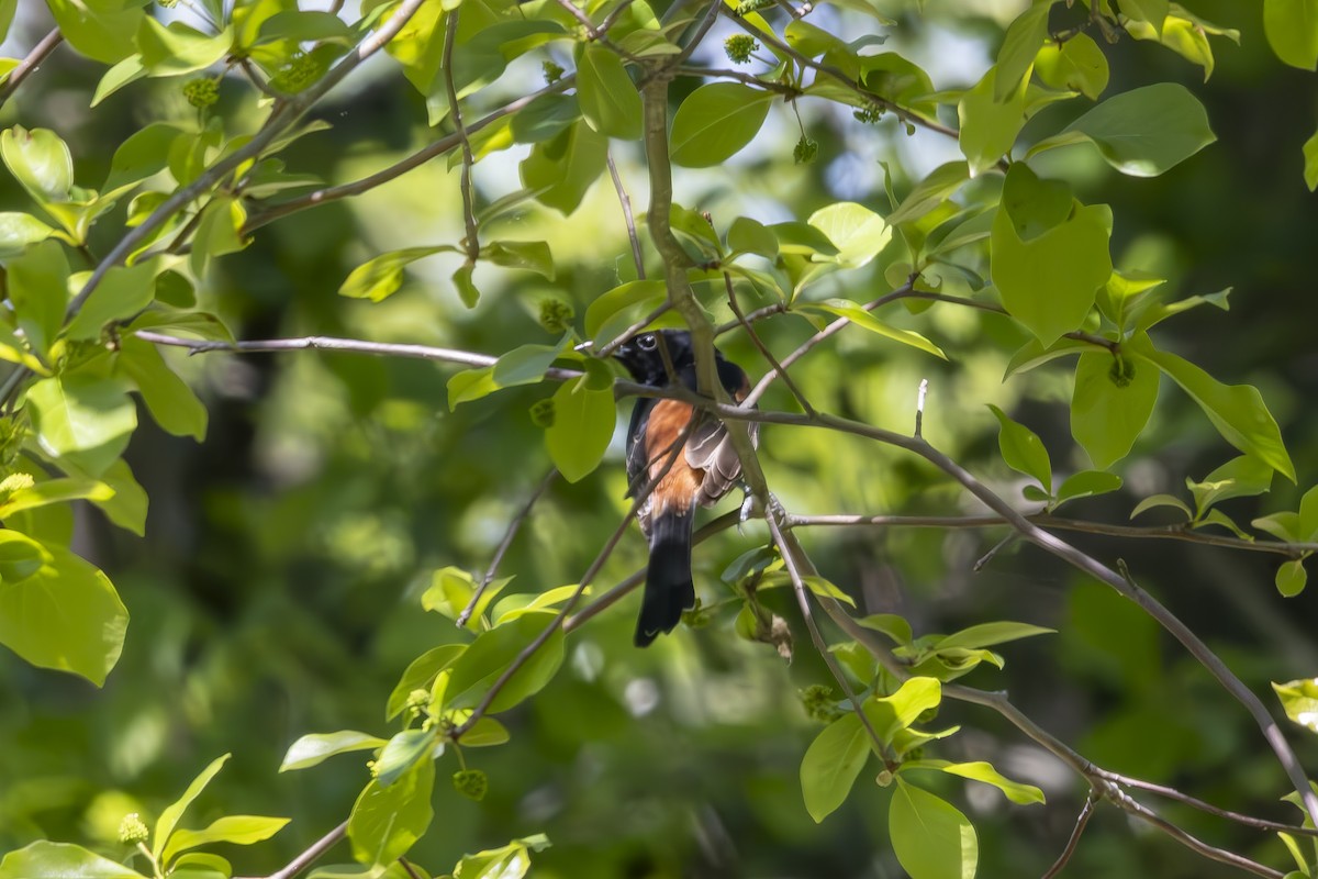 Orchard Oriole - ML635517692