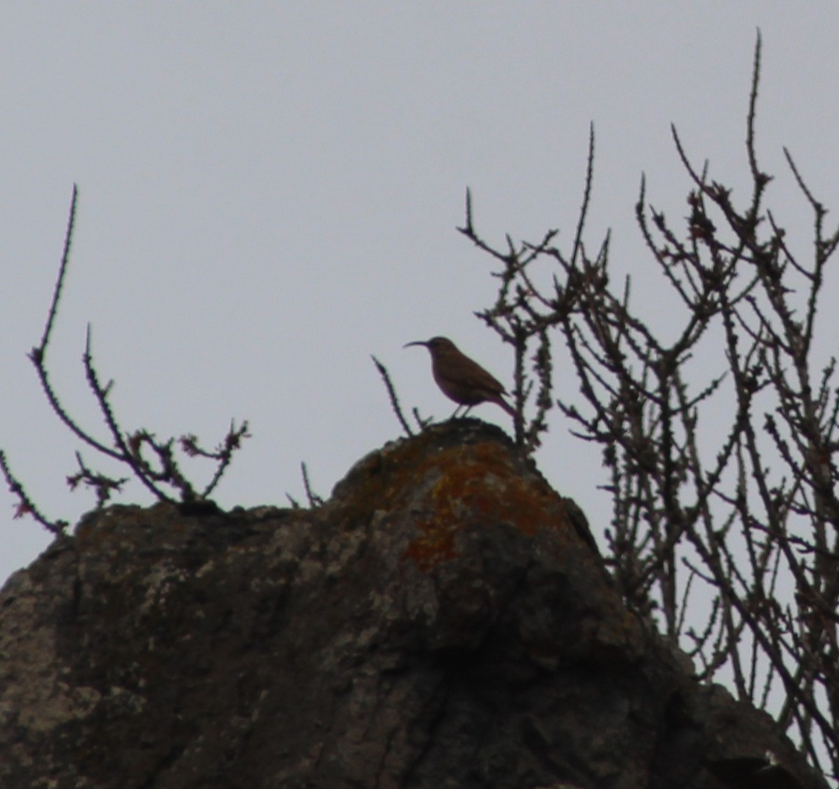 Scale-throated Earthcreeper - ML635517710