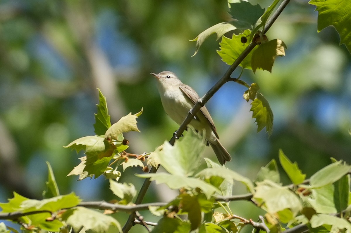 Warbling Vireo - ML635517770