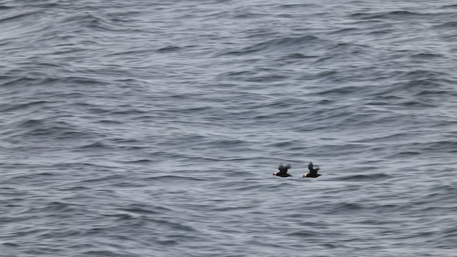 Tufted Puffin - ML635517786