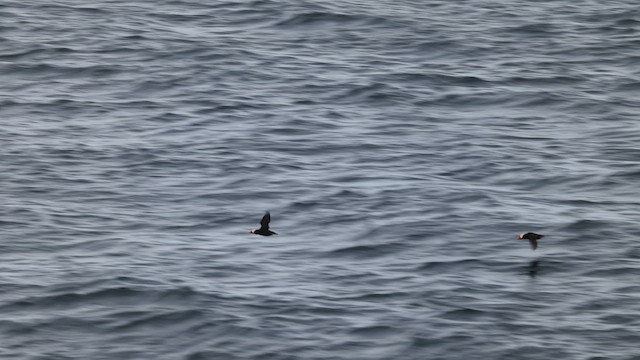 Tufted Puffin - ML635517787