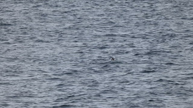 Tufted Puffin - ML635517788