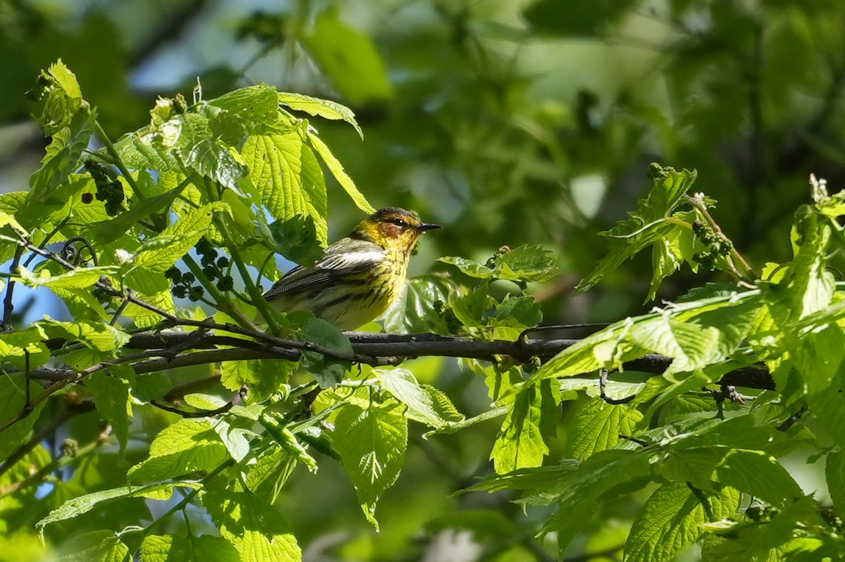 Cape May Warbler - ML635517819