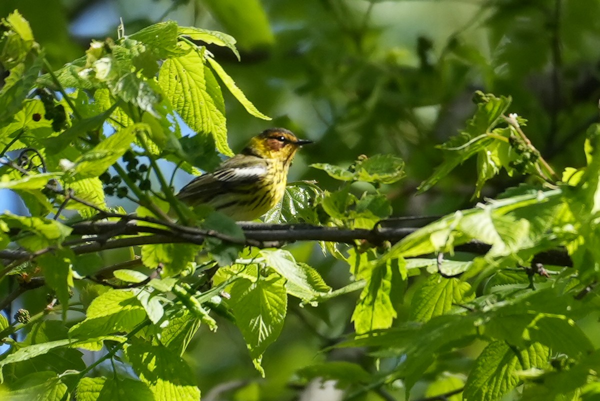 Cape May Warbler - ML635517820