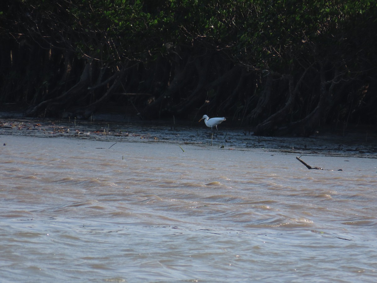 Chinese Egret - ML635517821