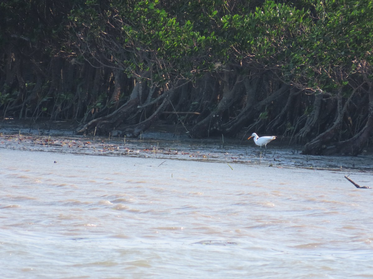 Chinese Egret - ML635517822