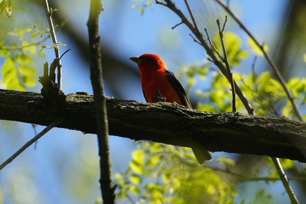 Scarlet Tanager - ML635517838