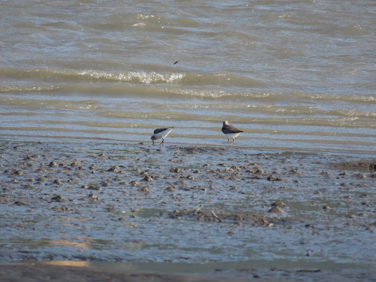 Terek Sandpiper - ML635517847