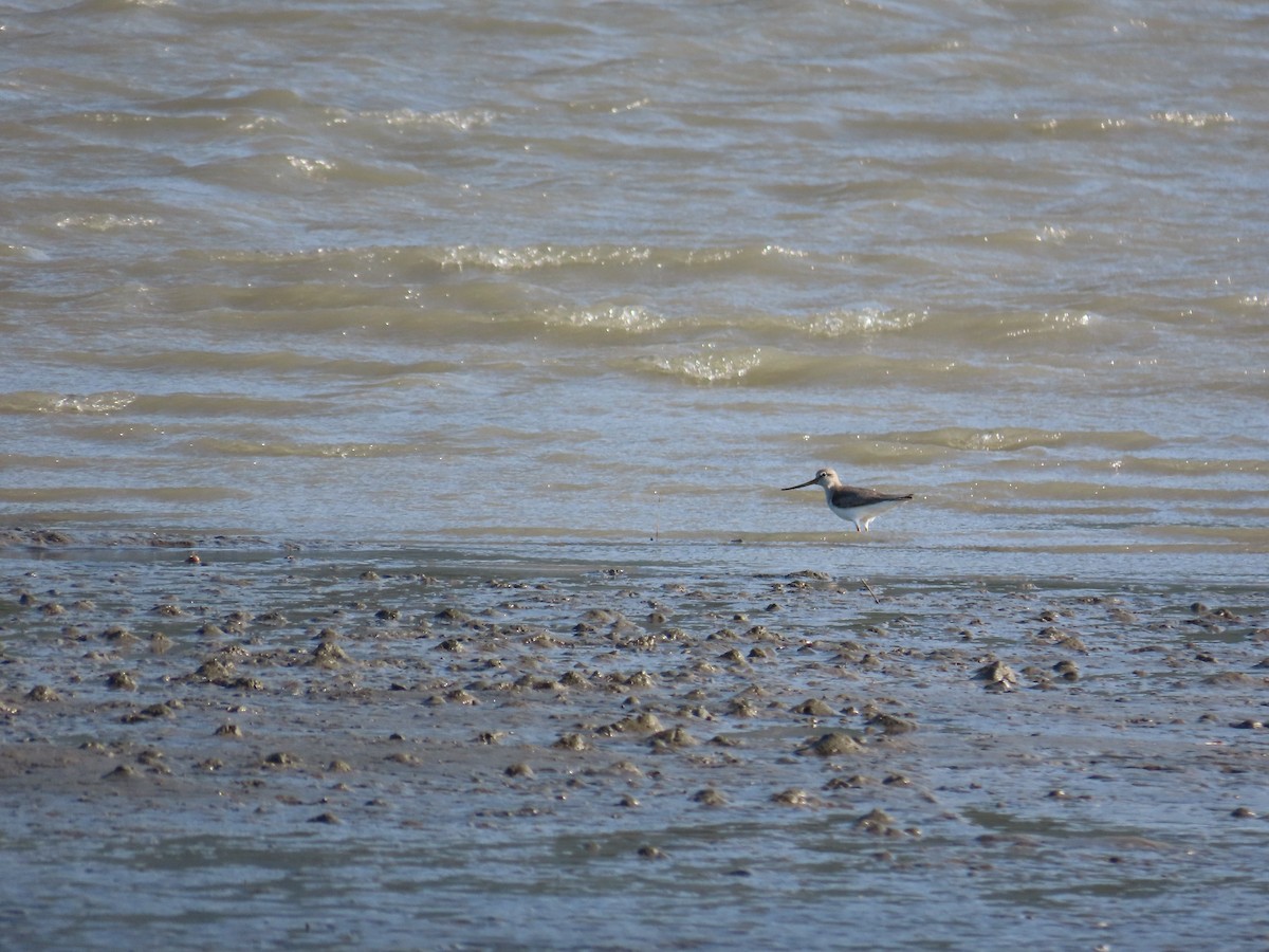 Terek Sandpiper - ML635517848