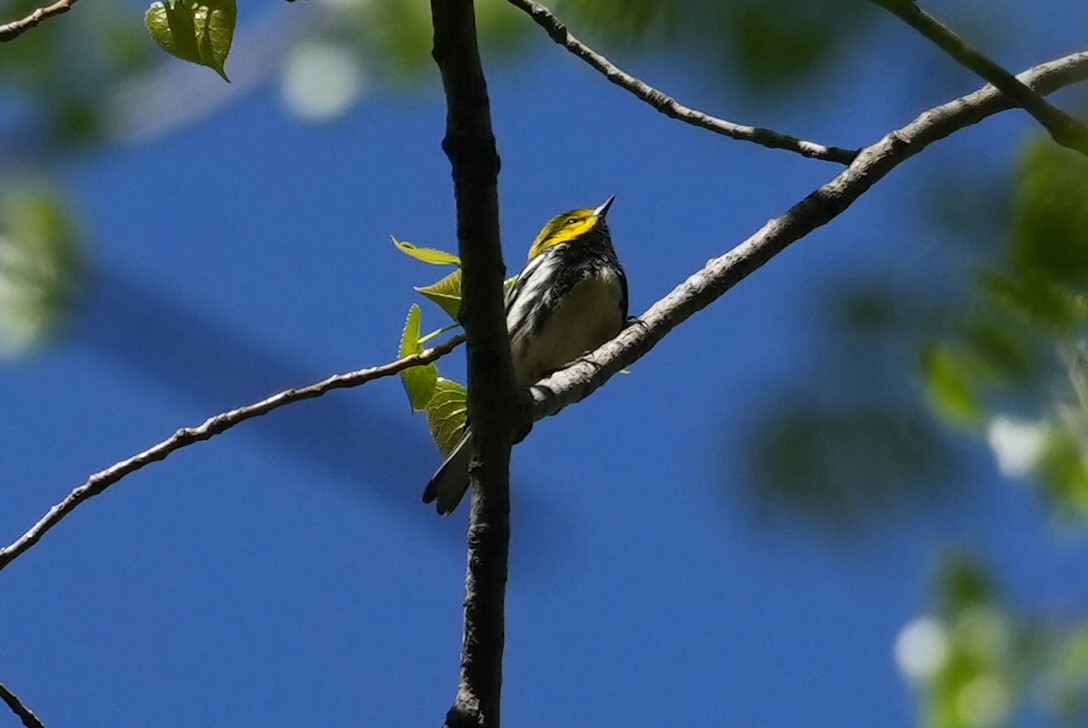 Black-throated Green Warbler - ML635517884