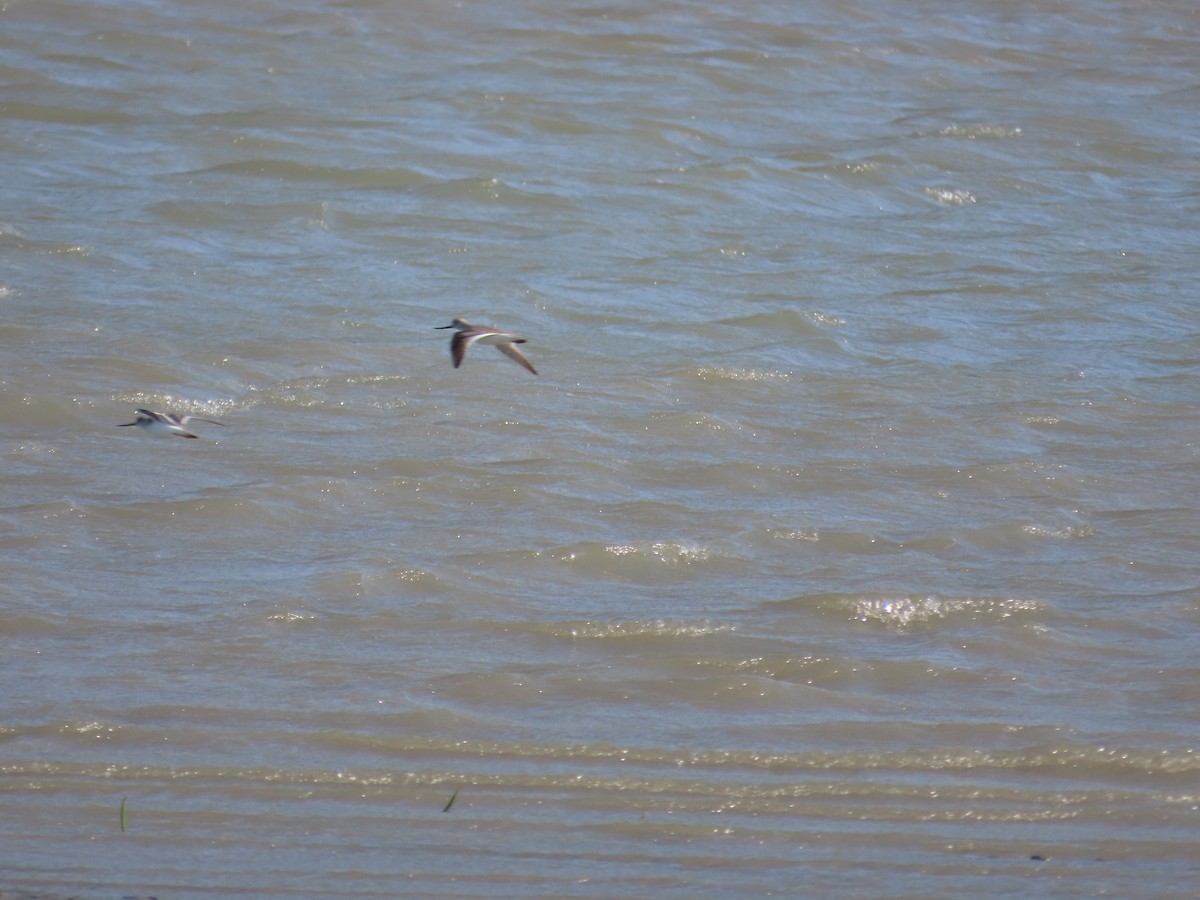 Terek Sandpiper - ML635517936