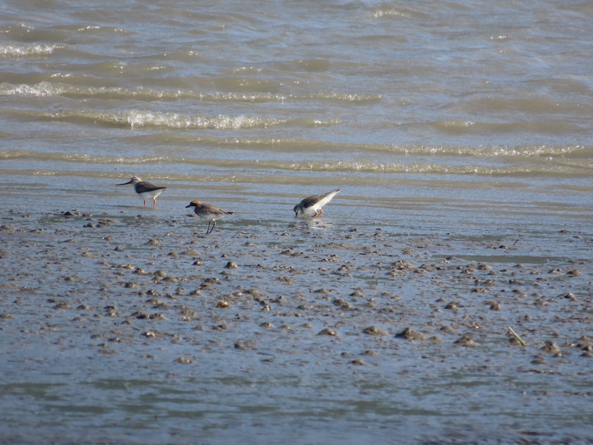 Terek Sandpiper - ML635517937