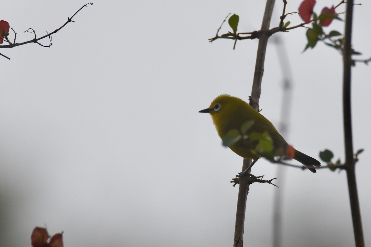 Green White-eye - ML635517964