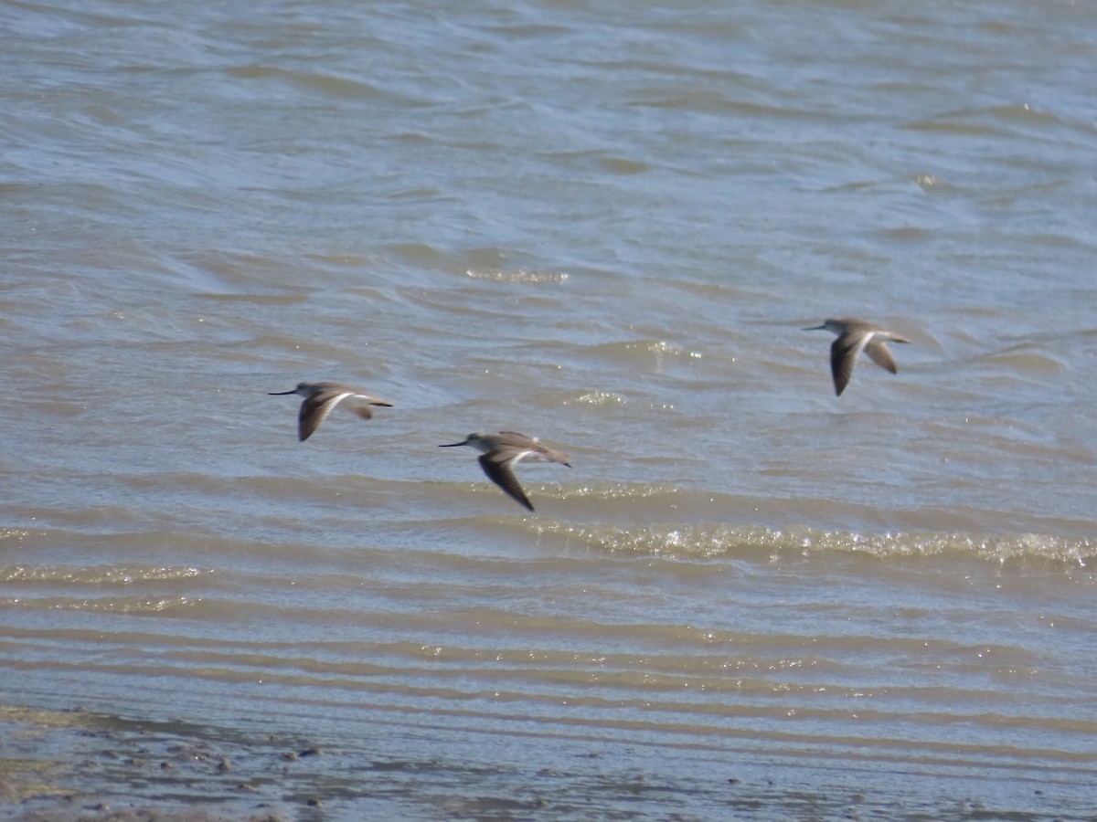 Terek Sandpiper - ML635517968