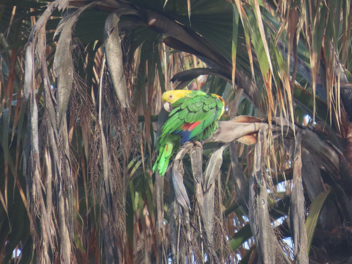Yellow-headed Amazon - ML635517969