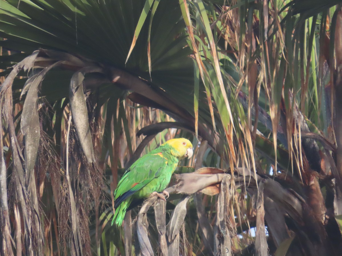 Yellow-headed Amazon - ML635517970