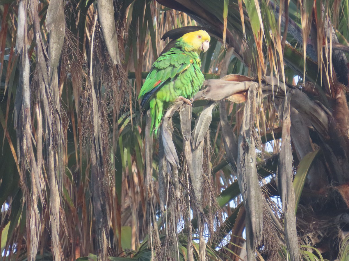 Yellow-headed Amazon - ML635517971