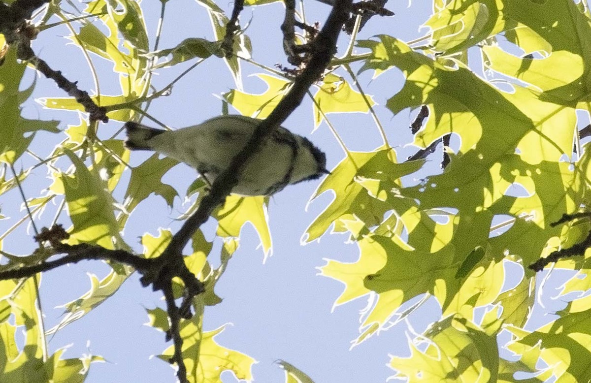 Paruline azurée - ML635518015