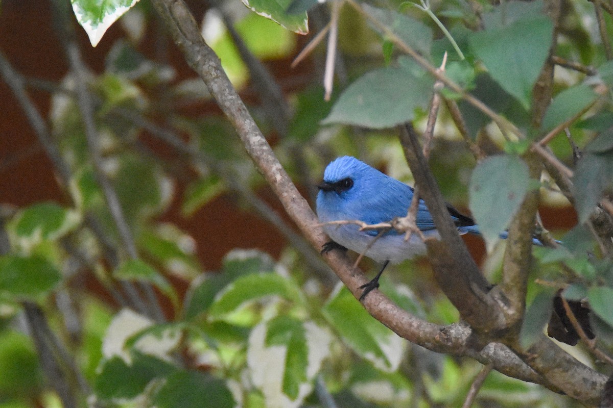 Blauhaubenschnäpper - ML635518041
